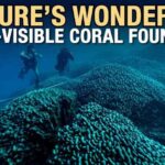 300-year-old giant black coral