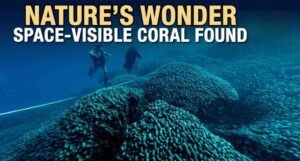 300-year-old giant black coral