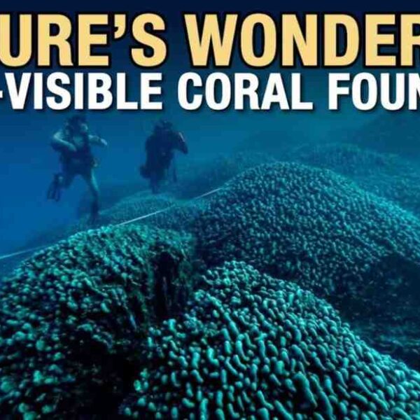 300-year-old giant black coral