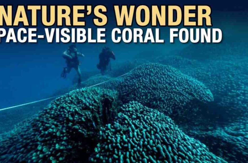 300-year-old giant black coral