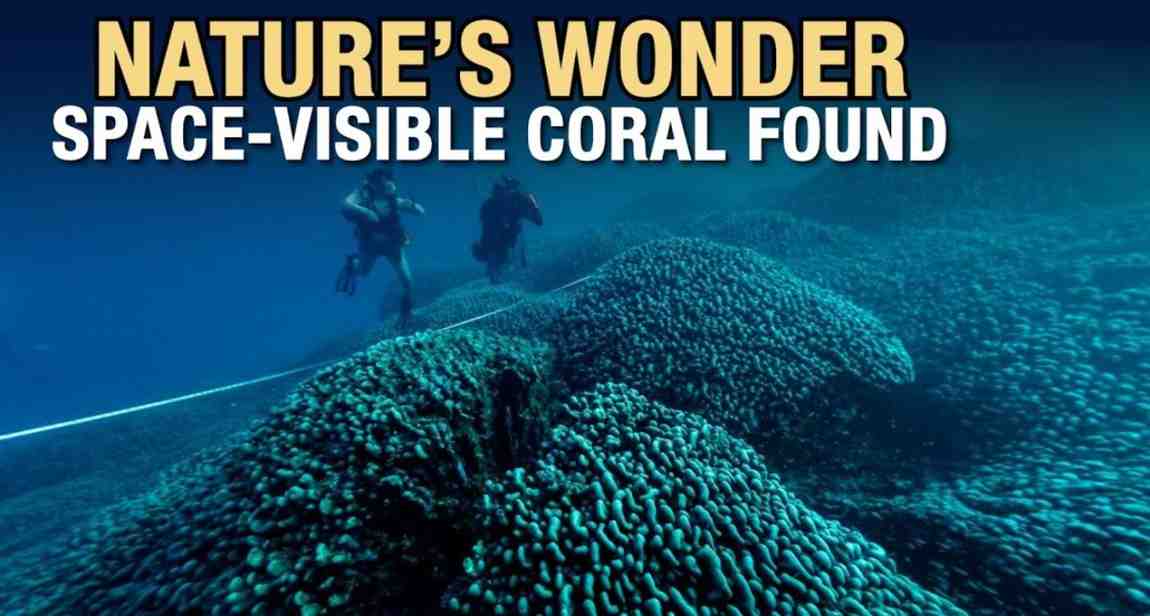 300-year-old giant black coral